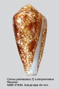 Conus pennaceus (f) rubropennatus